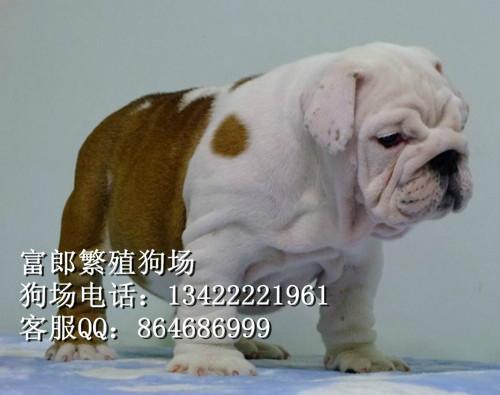 斗牛犬5468图片