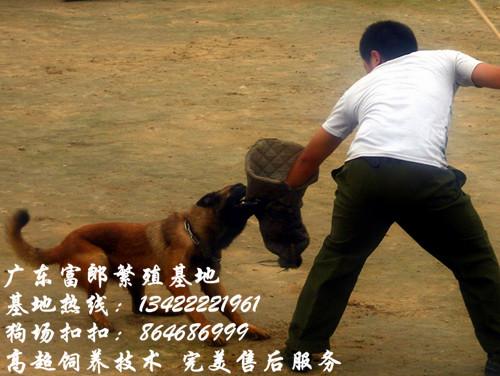 广州市马犬厂家广州哪里有出售马犬 广州哪里有狗场 纯种马犬的价格多少