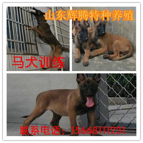 供应一只格力犬幼崽多少钱？