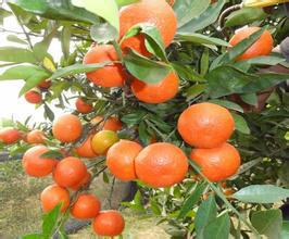 供應(yīng)江西東方紅桔苗批發(fā)