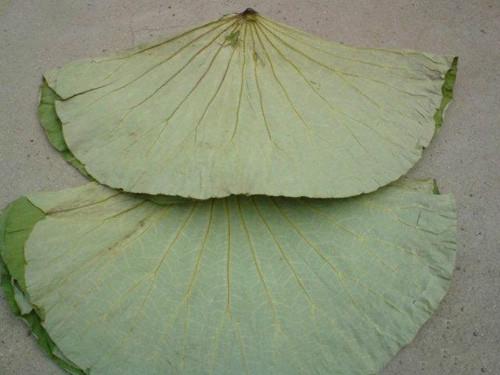 供應(yīng)山東微山湖2014年鮮荷葉