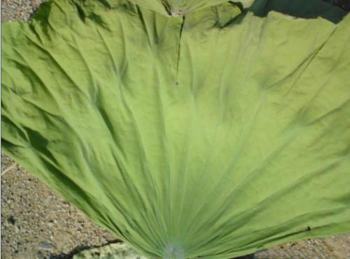 供應(yīng)山東微山湖2014年鮮荷葉