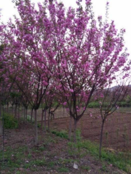 供应高杆樱花厂家批发，高杆樱花基地，高杆樱花供应商