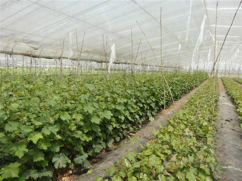 山東藤稔【乒乓球】葡萄種苗