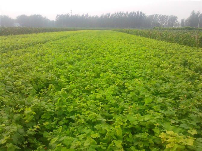 山東藤稔【乒乓球】葡萄種苗