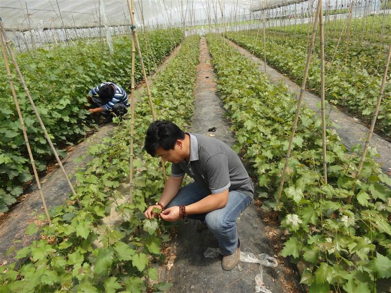 遼峰葡萄苗，燎峰葡萄苗