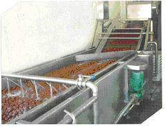 供應(yīng)大棗加工生產(chǎn)線