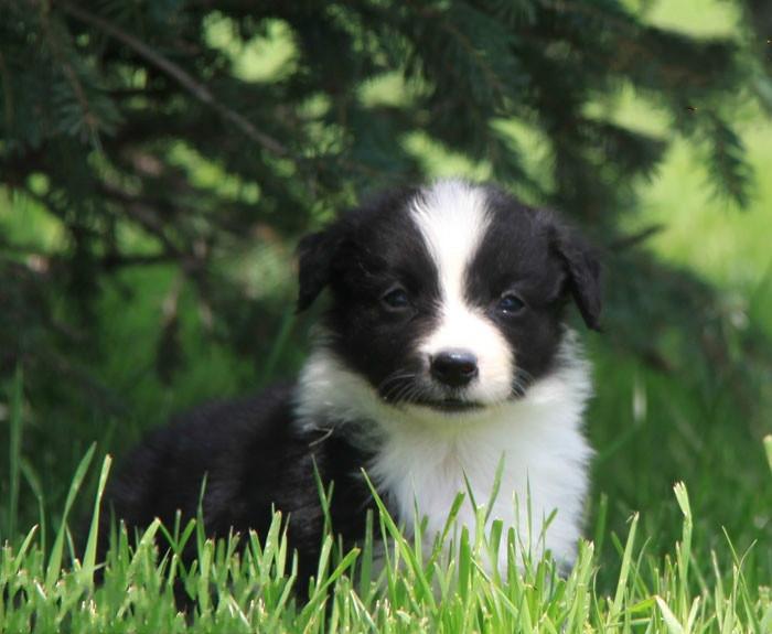 纯种健康边境牧羊犬七白三通便宜图片