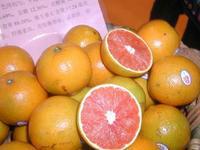 供應(yīng)紅肉臍橙苗，*拉紅肉臍橙苗，紅心橙苗，紅江橙苗