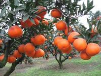 供應(yīng)紅肉臍橙苗，*拉紅肉臍橙苗，紅心橙苗，紅江橙苗