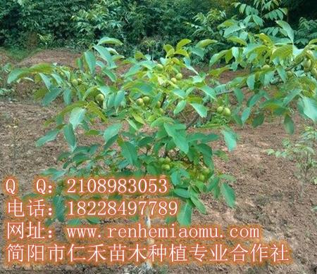 四川紅心柚子苗基地 紅心柚子苗 紅心柚子苗批發(fā) 紅心柚子苗基地