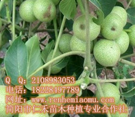 四川核桃苗基地圖片