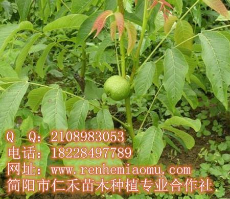 重慶核桃苗基地 重慶核桃苗批發(fā) 重慶核桃苗價格　優(yōu)質(zhì)核桃苗直銷