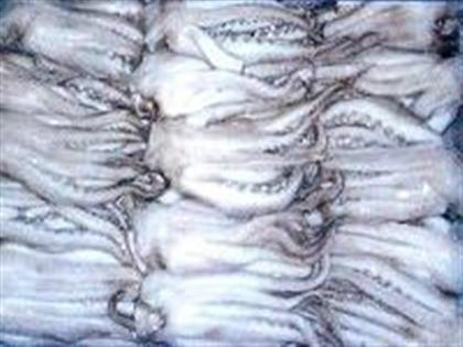 供應冷凍魷魚脖