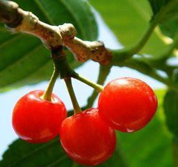 供應(yīng)產(chǎn)量高的櫻桃苗 櫻桃苗小苗價(jià)格