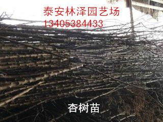 供應杏樹苗供應商