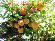 供應(yīng)柿子苗