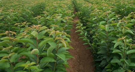 供應美早櫻桃苗 *的櫻桃苗基地 出售櫻桃苗質優(yōu)價廉