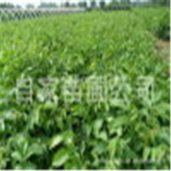 供應(yīng)核桃樹，核桃樹批發(fā)，核桃樹價格