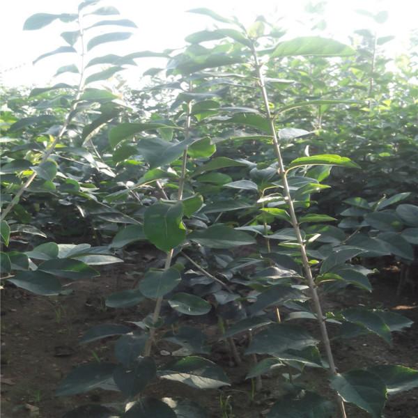 供應(yīng)流蘇嫁接桂花雪羅供應(yīng)流蘇嫁接桂花雪羅，流蘇樹(shù)苗批發(fā)，流蘇嫁接桂花