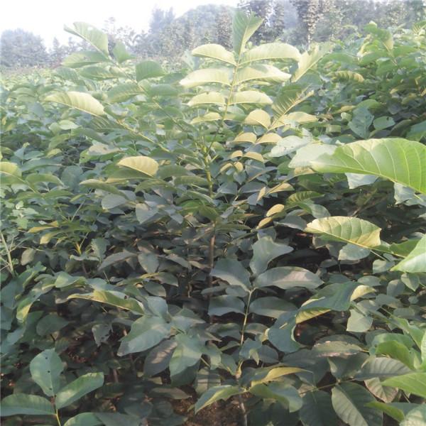 小核桃樹@山東小核桃樹苗價格@核桃樹苗圃@占地用核桃樹