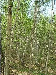 供應(yīng)*河北綠化苗木白樺油松五角楓蒙古櫟