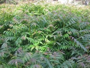 山東紅油香椿苗