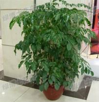 供應(yīng)室內(nèi)綠植租賃室內(nèi)花卉租賃