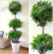 花卉租賃圖片/花卉租賃樣板圖 (2)