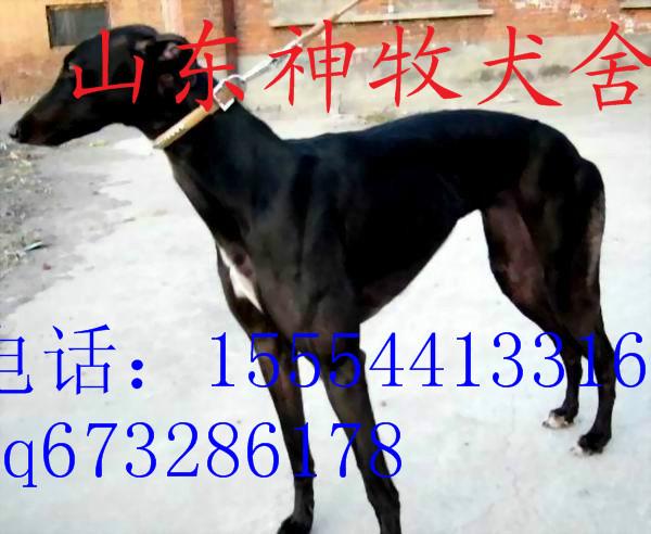 供应格力犬养殖，格力犬训练，格力犬价格图片