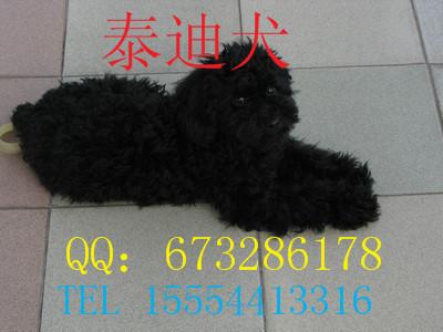 供應(yīng)泰迪犬價(jià)格泰迪犬飼養(yǎng)，出售泰迪犬，