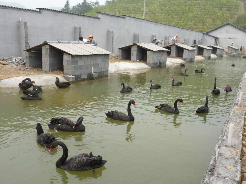 供應(yīng)河南*養(yǎng)殖，*哪里便宜，優(yōu)價*