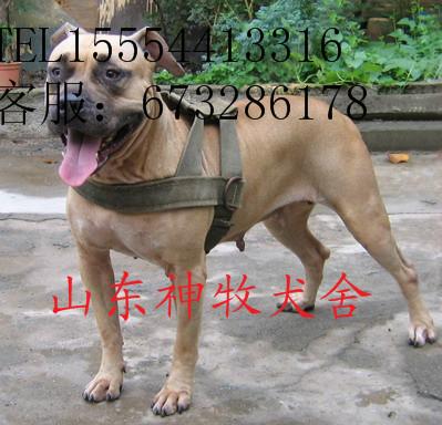 供應(yīng)福建比特犬養(yǎng)殖，比特犬價(jià)格，比特犬幼崽