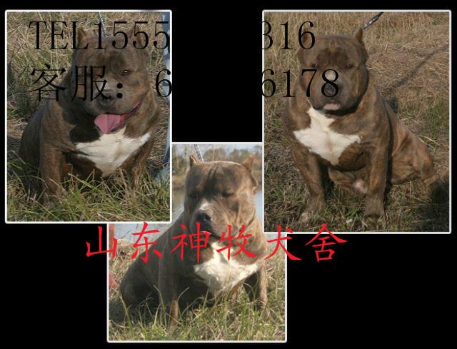 供應(yīng)比特犬，比特犬價(jià)格，比特犬幼崽