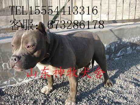 供应宁夏比特犬价格，比特犬养殖，比特犬幼崽图片