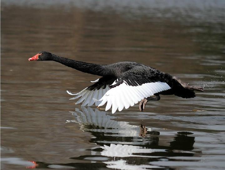 黑天鵝養(yǎng)殖圖片/黑天鵝養(yǎng)殖樣板圖 (4)