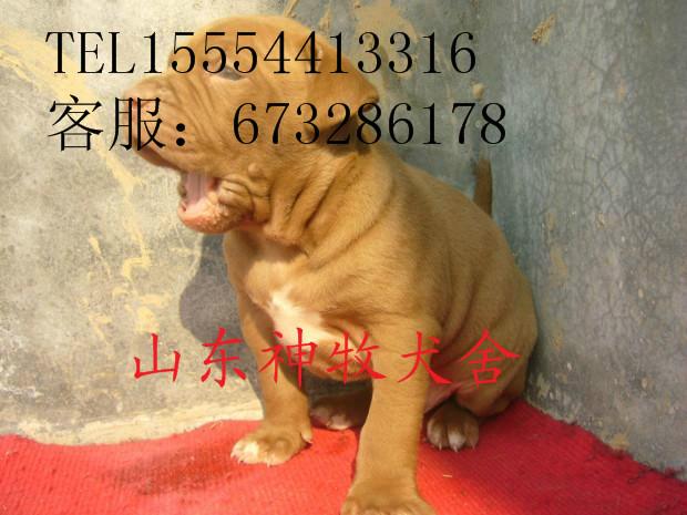 小比特犬打架视频图片