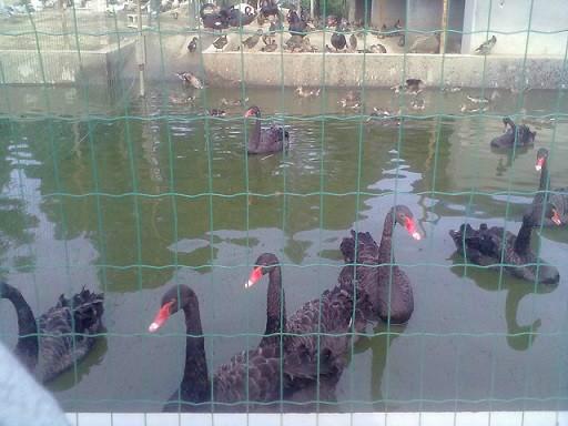 山西黑天鵝養(yǎng)殖圖片