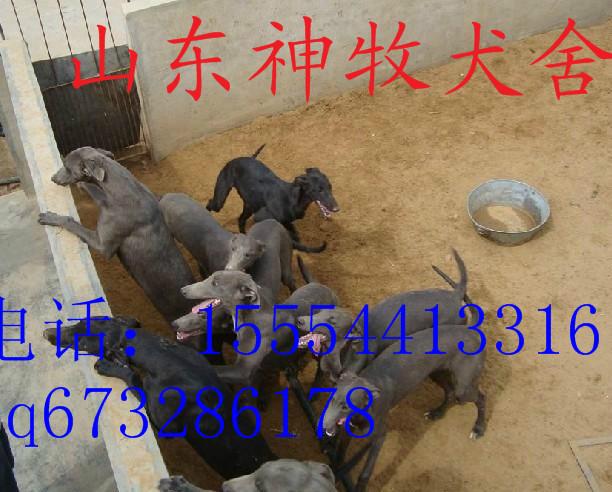 格力犬養(yǎng)殖圖片/格力犬養(yǎng)殖樣板圖 (3)