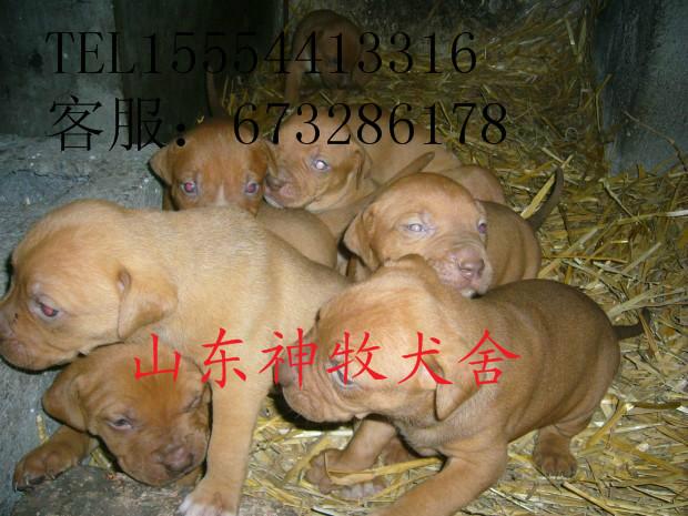 比特犬圖片/比特犬樣板圖 (4)