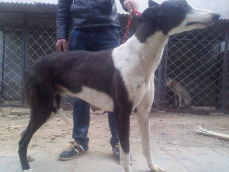 供應(yīng)格力犬圖片格力犬價格，格力犬訓(xùn)練