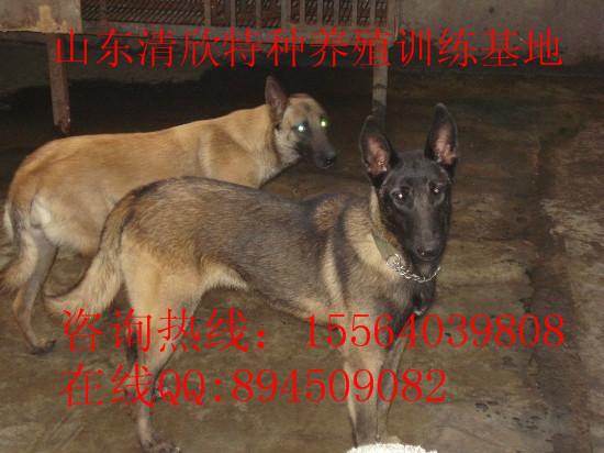 供应马犬报价，比利时马犬价格，幼犬价格，马犬图片