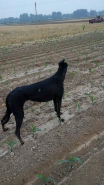 张家口格力犬图片