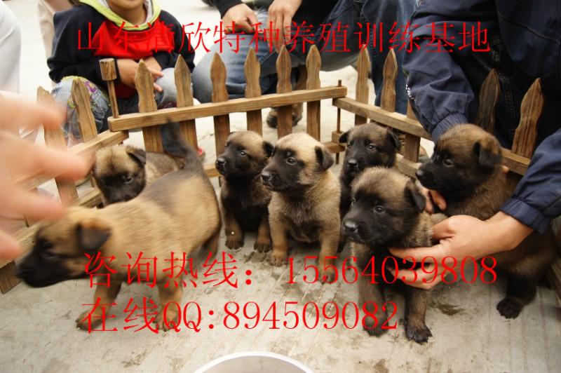 供应马犬，马犬养殖，马犬价格，马犬幼崽2个多月公母都有图片