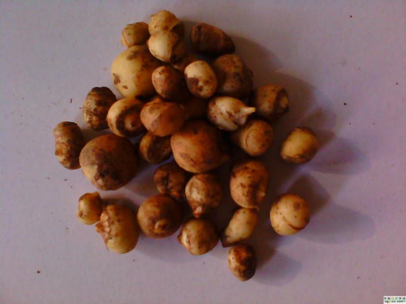 供應(yīng)半夏種苗，半夏種苗生產(chǎn)，半夏種苗價格