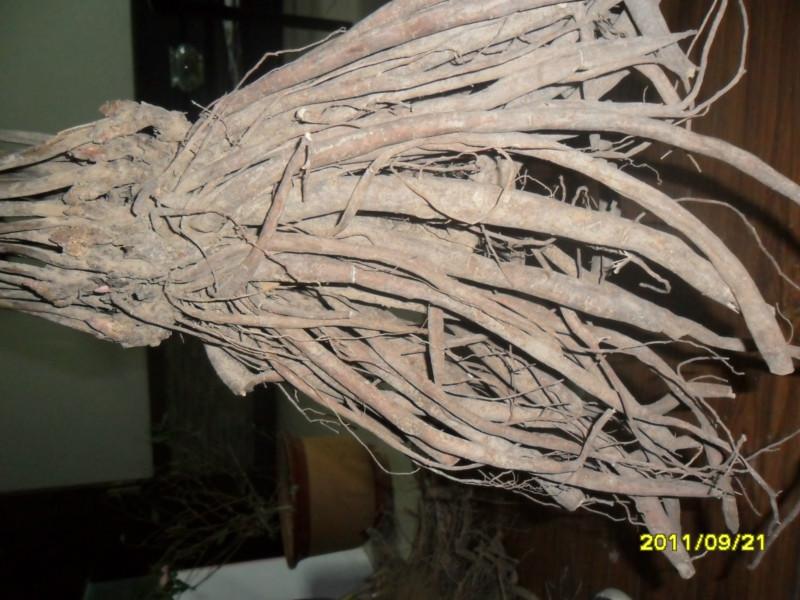 供應(yīng)白芍種子，白芍苗，白芍種植技術(shù)