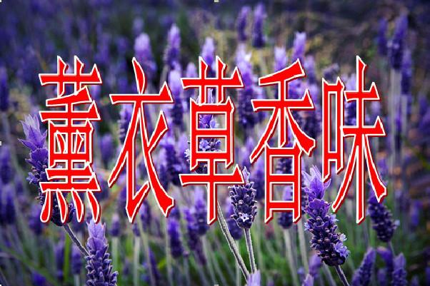 薰衣草香味整理剂芳香剂微胶囊图片