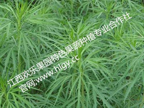 供應(yīng)藜篙批發(fā)-藜篙鄱陽湖的周邊有一種草 藜篙 藜篙廠家