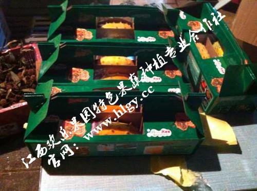 供應(yīng)禮盒包裝火參果批發(fā)商 禮盒包裝火參果