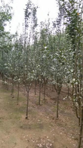 府海棠圖片/府海棠樣板圖 (4)